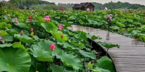 石湖公園景觀設計（石湖公園景觀設計理念）