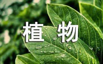 植物景觀設(shè)計(jì)手法