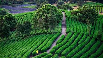 茶園梯田景觀設計（茶園梯田景觀設計理念）