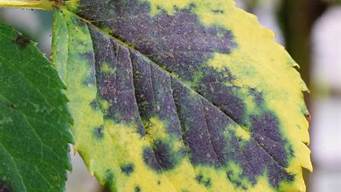 plantdisease官網(wǎng)（plant disease first report）