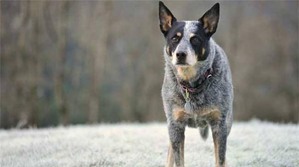 犬聰明排行榜（比熊犬聰明排行榜）