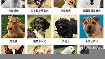 名犬智商排行榜（名犬智商排行榜圖片）