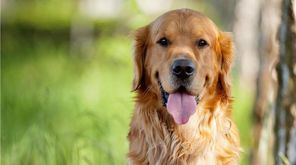 犬聰明排行榜（比熊犬聰明排行榜）