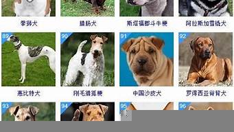 牧羊犬智商排行榜（牧羊犬智商排行榜最新）